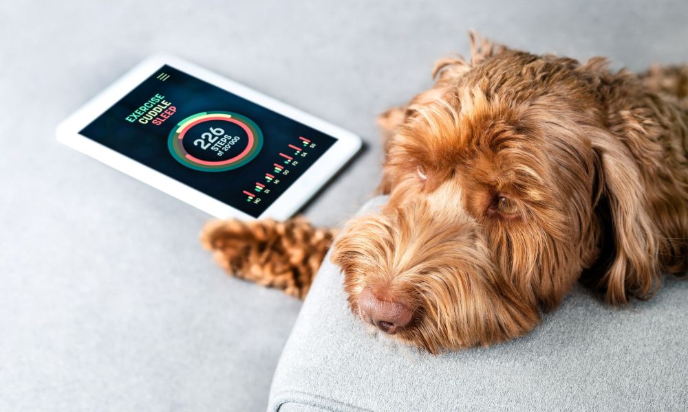 Minitailz Health & GPS Tracker For Dogs Review