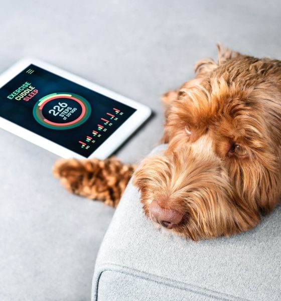 Minitailz Health & GPS Tracker For Dogs Review