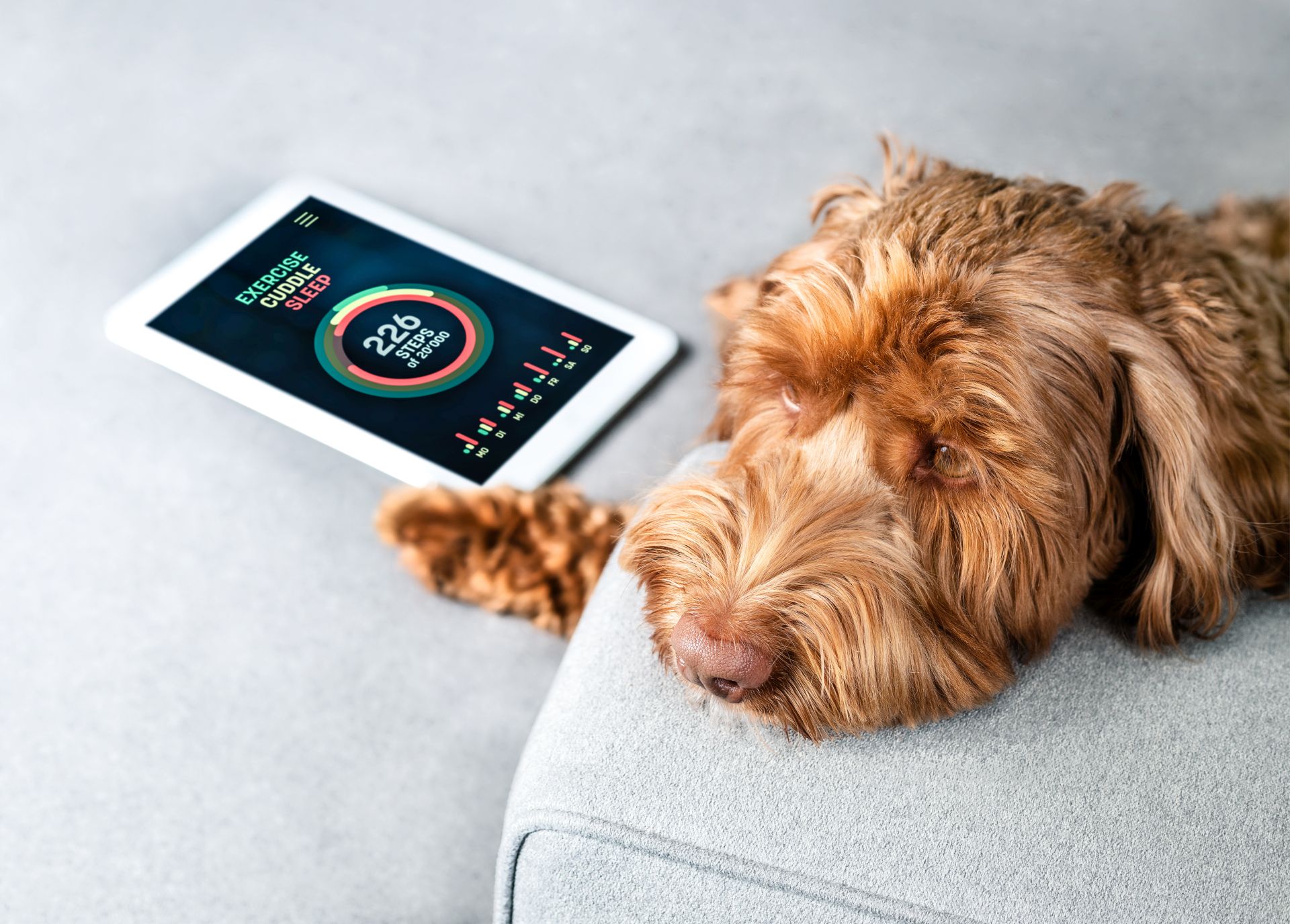 Minitailz Health & GPS Tracker For Dogs Review