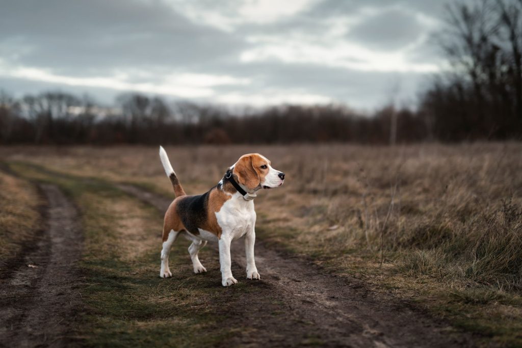 hunting dog with dog collar gps